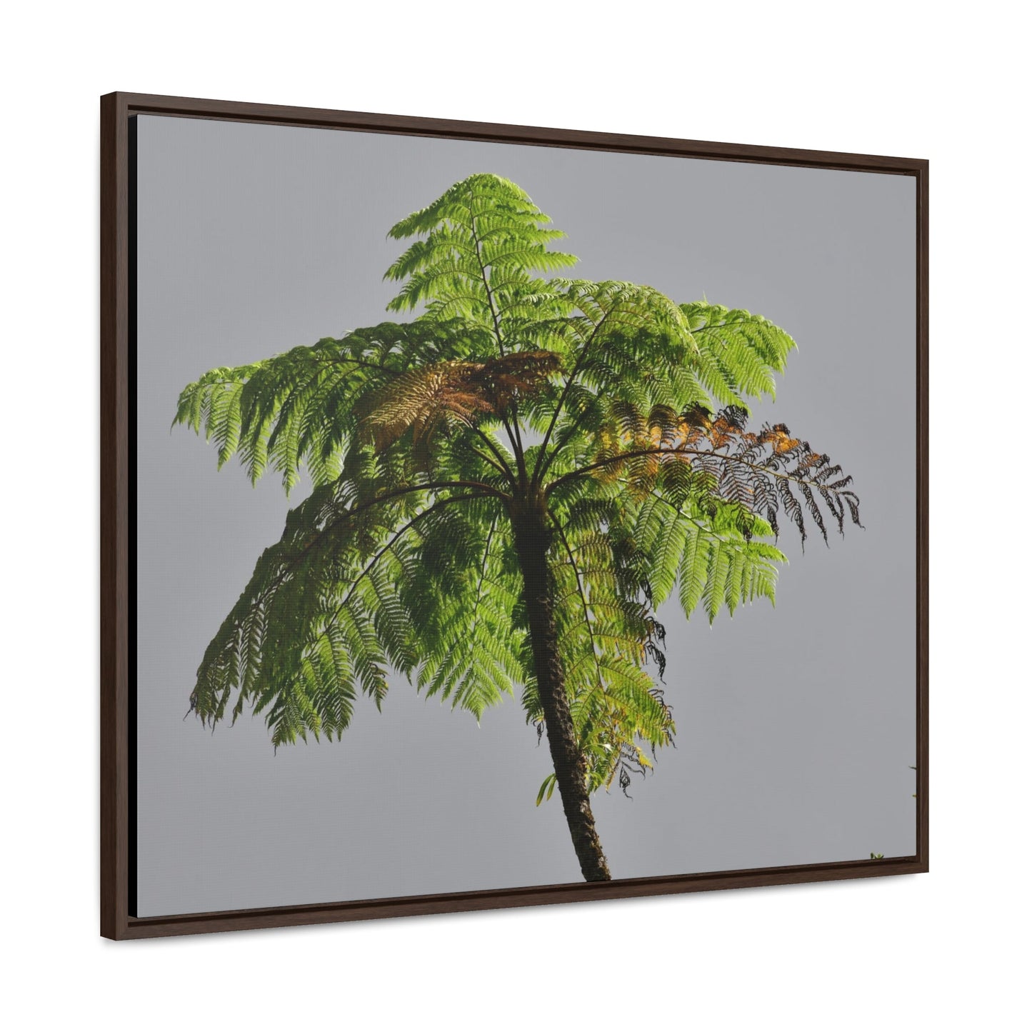 Rainforest Trails & Views - Gallery Canvas Wraps, Horizontal Frame - El Yunque National Forest - Puerto Rico - One of the worlds original trees - the Fern Palm - Green Forest Home