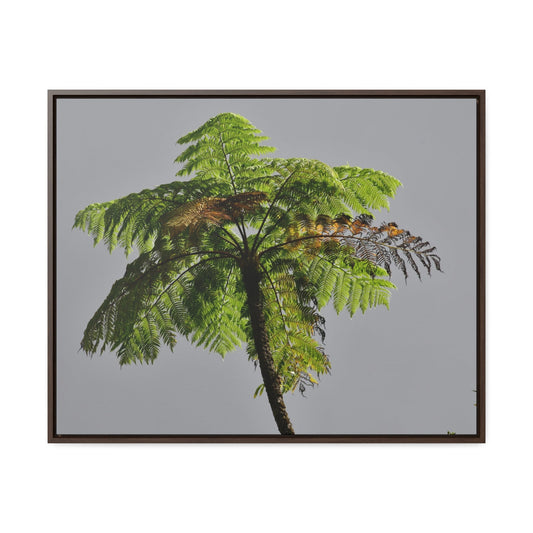 Rainforest Trails & Views - Gallery Canvas Wraps, Horizontal Frame - El Yunque National Forest - Puerto Rico - One of the worlds original trees - the Fern Palm - Green Forest Home