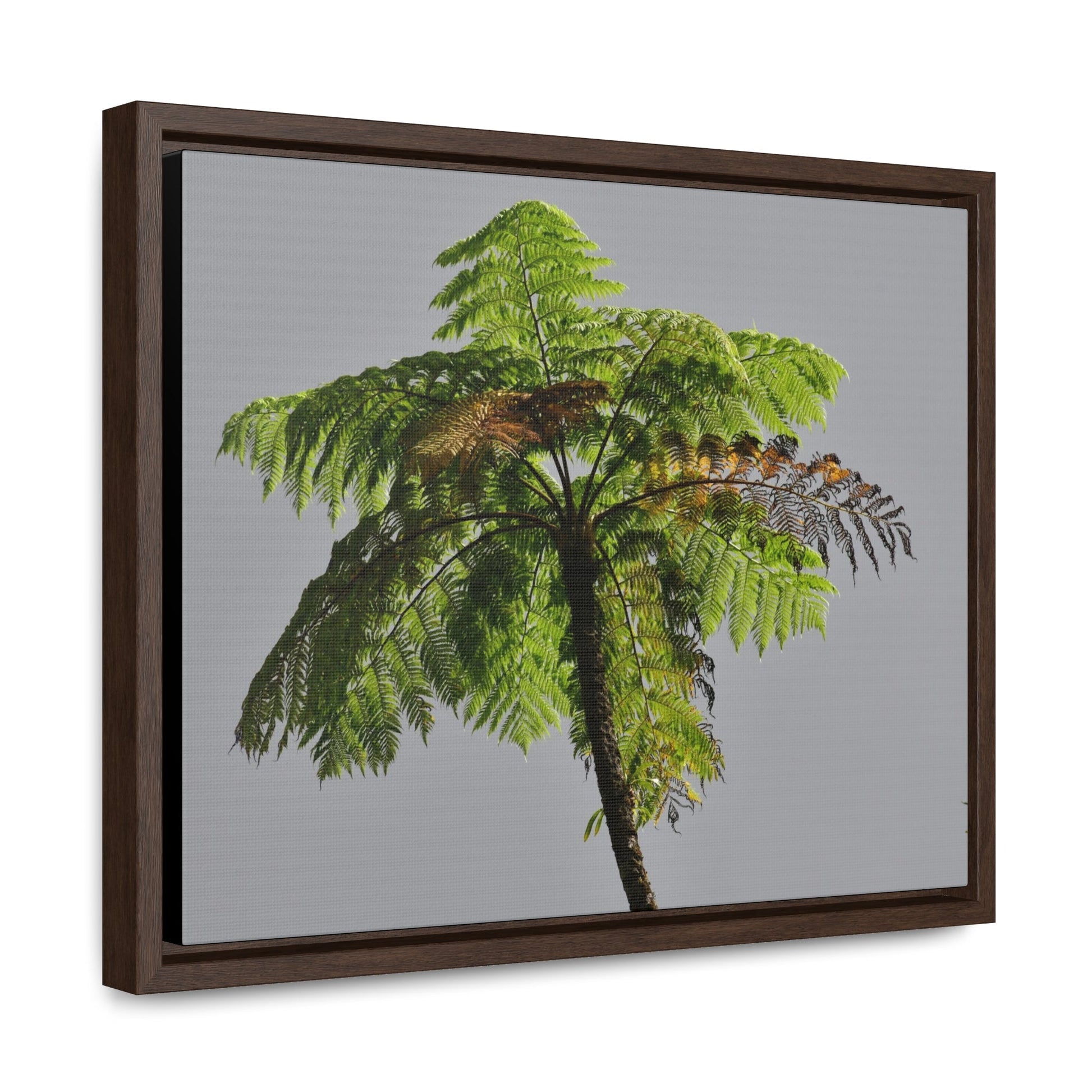 Rainforest Trails & Views - Gallery Canvas Wraps, Horizontal Frame - El Yunque National Forest - Puerto Rico - One of the worlds original trees - the Fern Palm - Green Forest Home