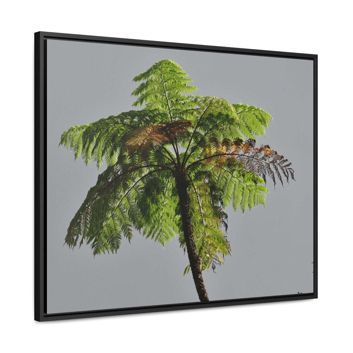 Rainforest Trails & Views - Gallery Canvas Wraps, Horizontal Frame - El Yunque National Forest - Puerto Rico - One of the worlds original trees - the Fern Palm - Green Forest Home
