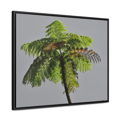 Rainforest Trails & Views - Gallery Canvas Wraps, Horizontal Frame - El Yunque National Forest - Puerto Rico - One of the worlds original trees - the Fern Palm - Green Forest Home