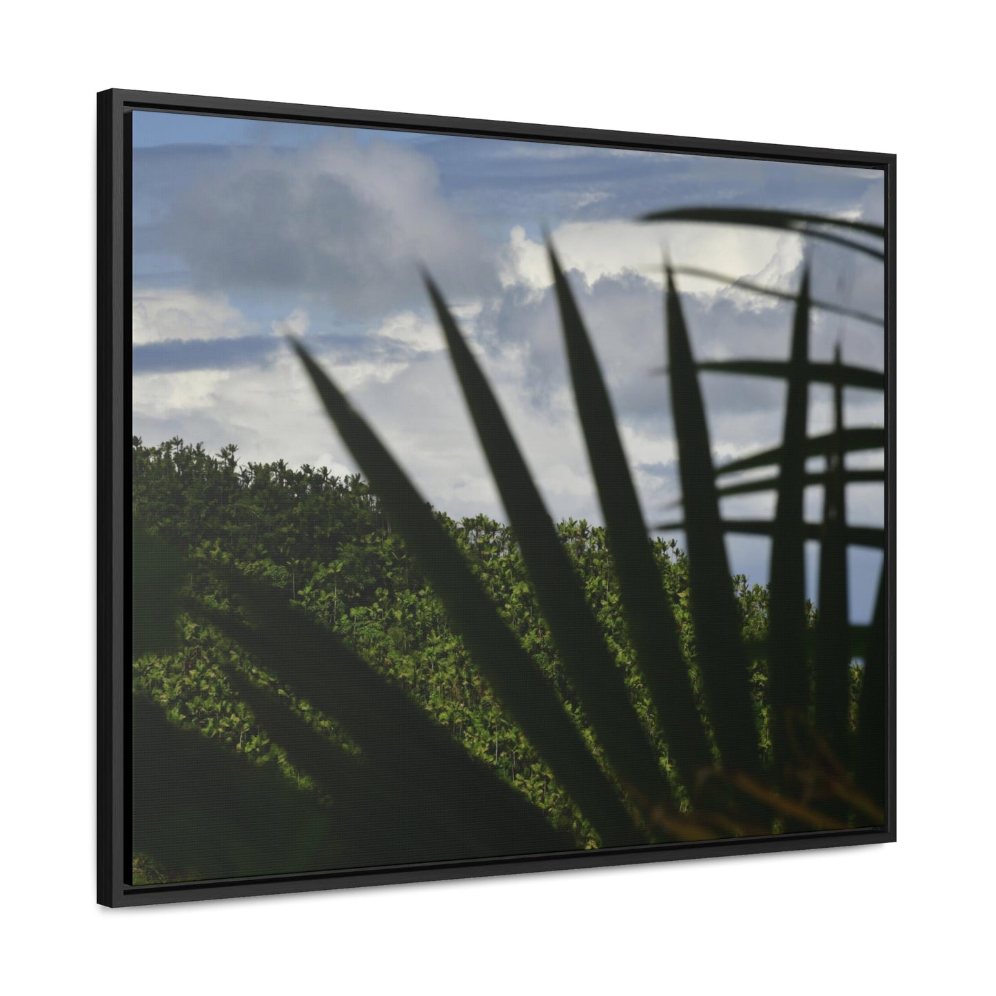 Rainforest Trails & Views - Gallery Canvas Wraps, Horizontal Frame - El Yunque National Forest - Puerto Rico - Outlines of a Sierra Palm branch & Leafs with mountain in background - Green Forest Home