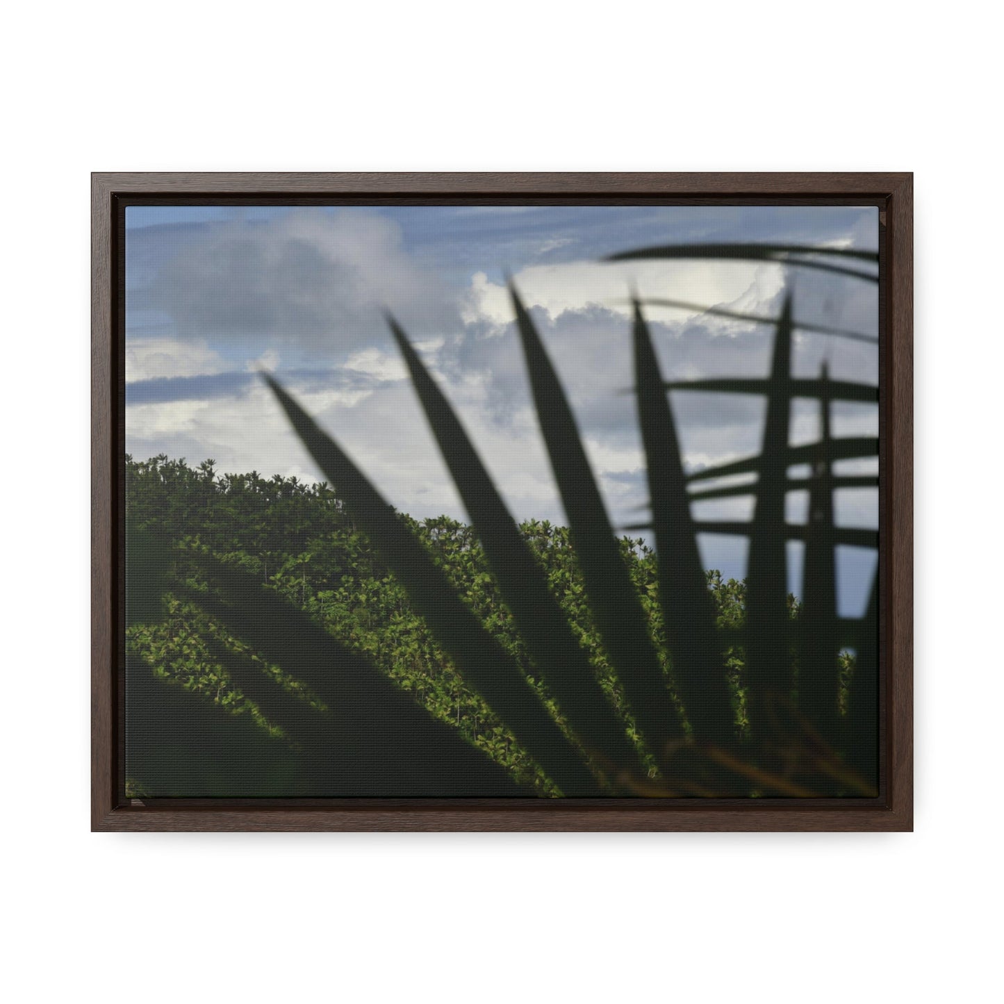 Rainforest Trails & Views - Gallery Canvas Wraps, Horizontal Frame - El Yunque National Forest - Puerto Rico - Outlines of a Sierra Palm branch & Leafs with mountain in background - Green Forest Home