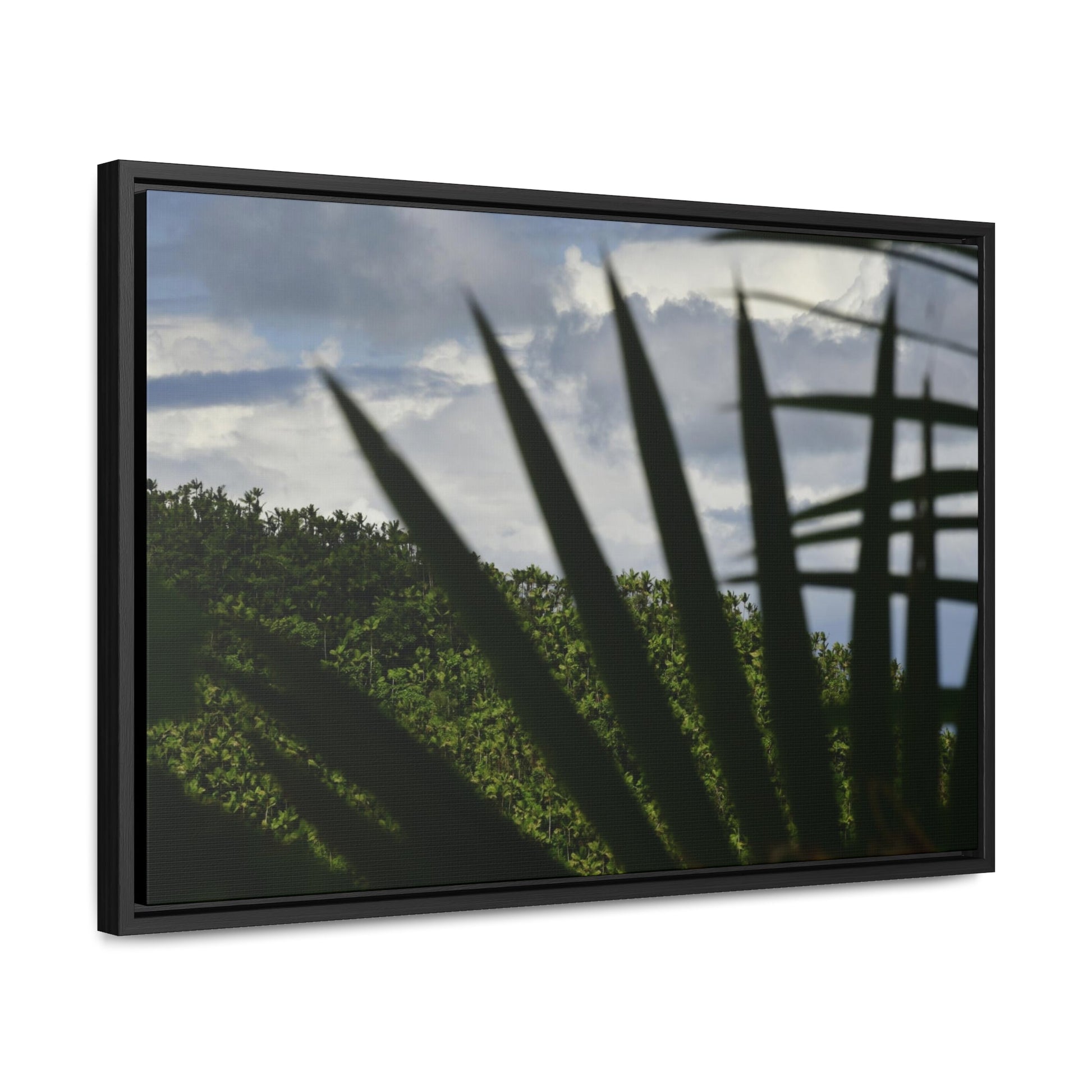 Rainforest Trails & Views - Gallery Canvas Wraps, Horizontal Frame - El Yunque National Forest - Puerto Rico - Outlines of a Sierra Palm branch & Leafs with mountain in background - Green Forest Home