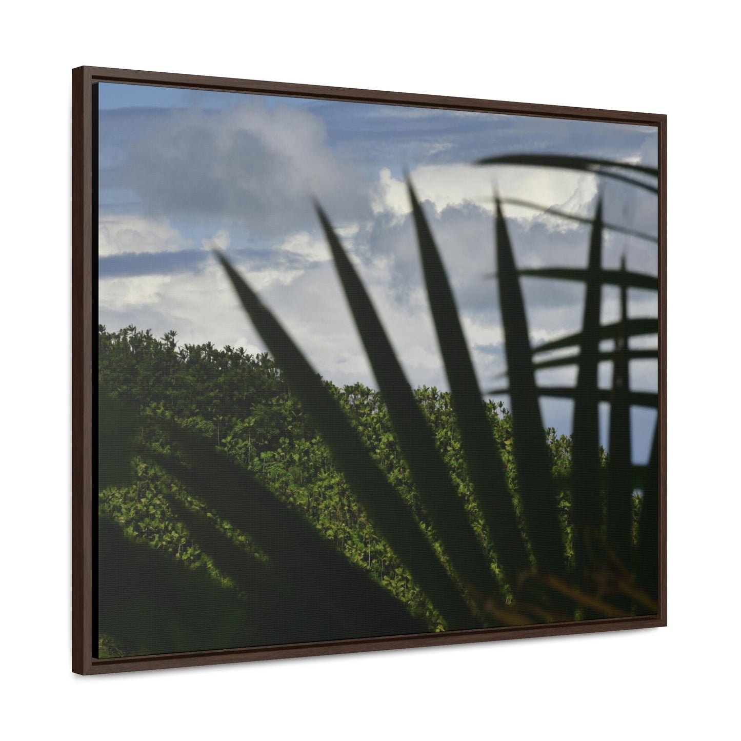 Rainforest Trails & Views - Gallery Canvas Wraps, Horizontal Frame - El Yunque National Forest - Puerto Rico - Outlines of a Sierra Palm branch & Leafs with mountain in background - Green Forest Home