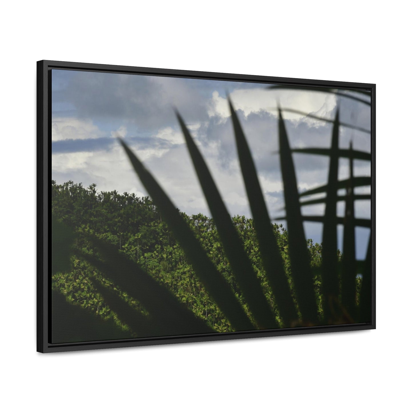 Rainforest Trails & Views - Gallery Canvas Wraps, Horizontal Frame - El Yunque National Forest - Puerto Rico - Outlines of a Sierra Palm branch & Leafs with mountain in background - Green Forest Home