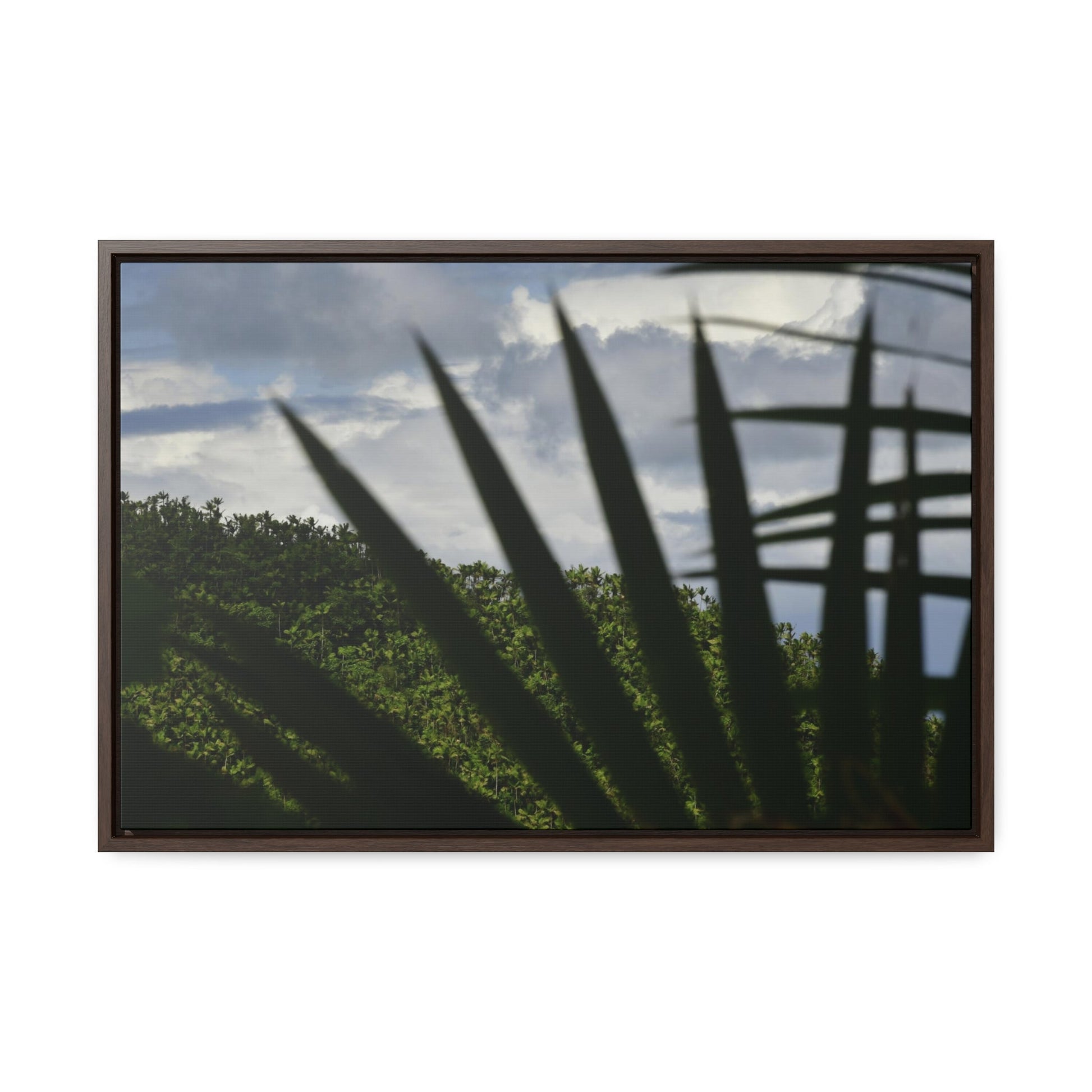 Rainforest Trails & Views - Gallery Canvas Wraps, Horizontal Frame - El Yunque National Forest - Puerto Rico - Outlines of a Sierra Palm branch & Leafs with mountain in background - Green Forest Home