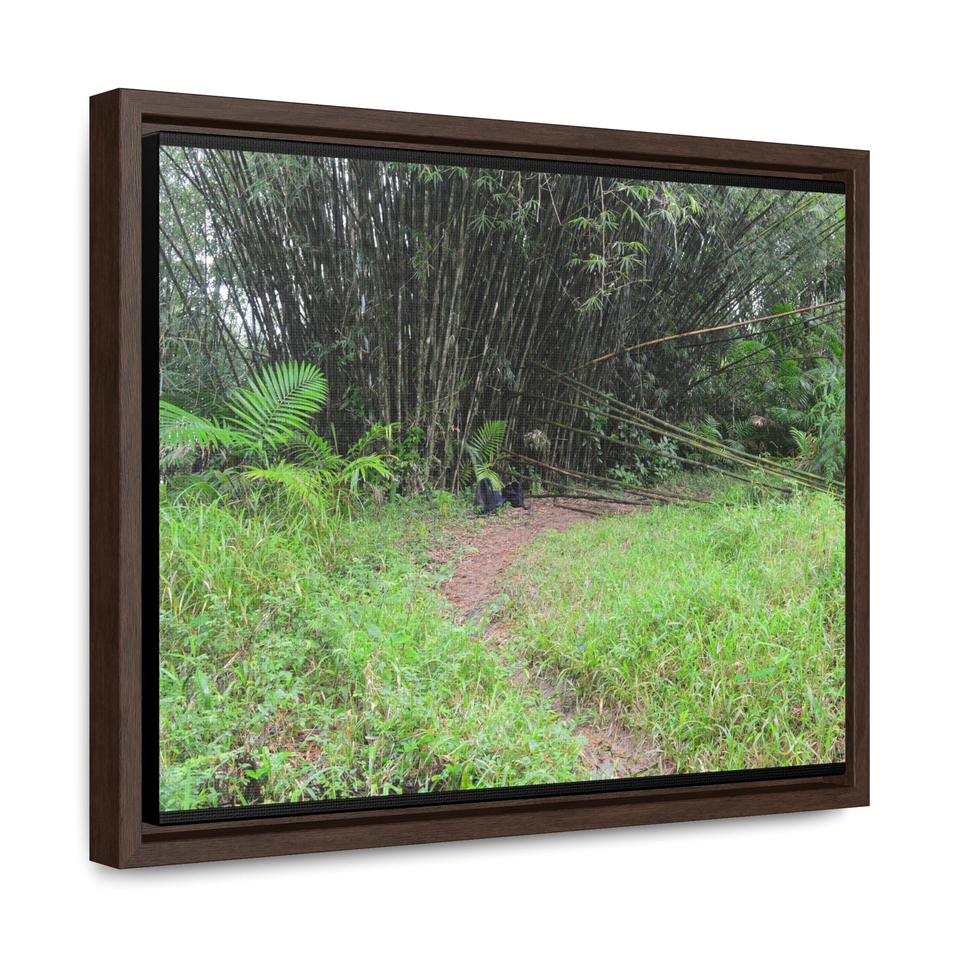 Rainforest Trails & Views - Gallery Canvas Wraps, Horizontal Frame - El Yunque National Forest - Puerto Rico - Path in camping zone near peaks - Green Forest Home
