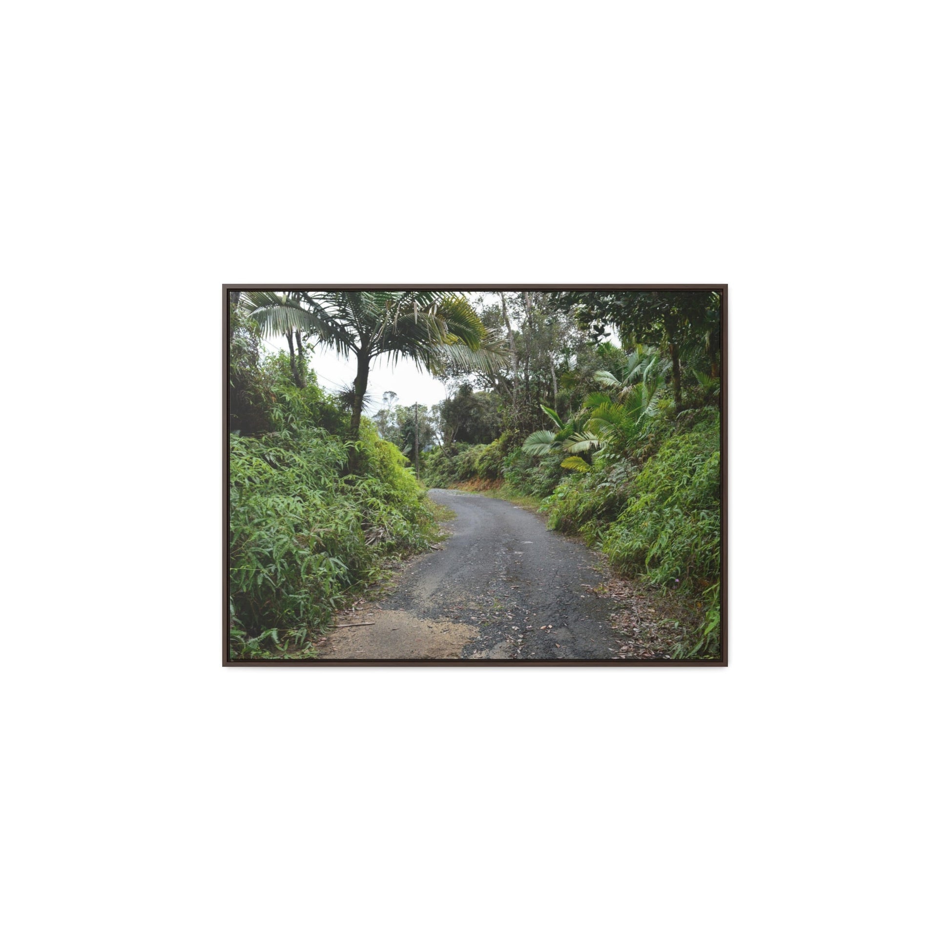 Rainforest Trails & Views - Gallery Canvas Wraps, Horizontal Frame - El Yunque National Forest - Puerto Rico - PR191 Closed forest road - Green Forest Home