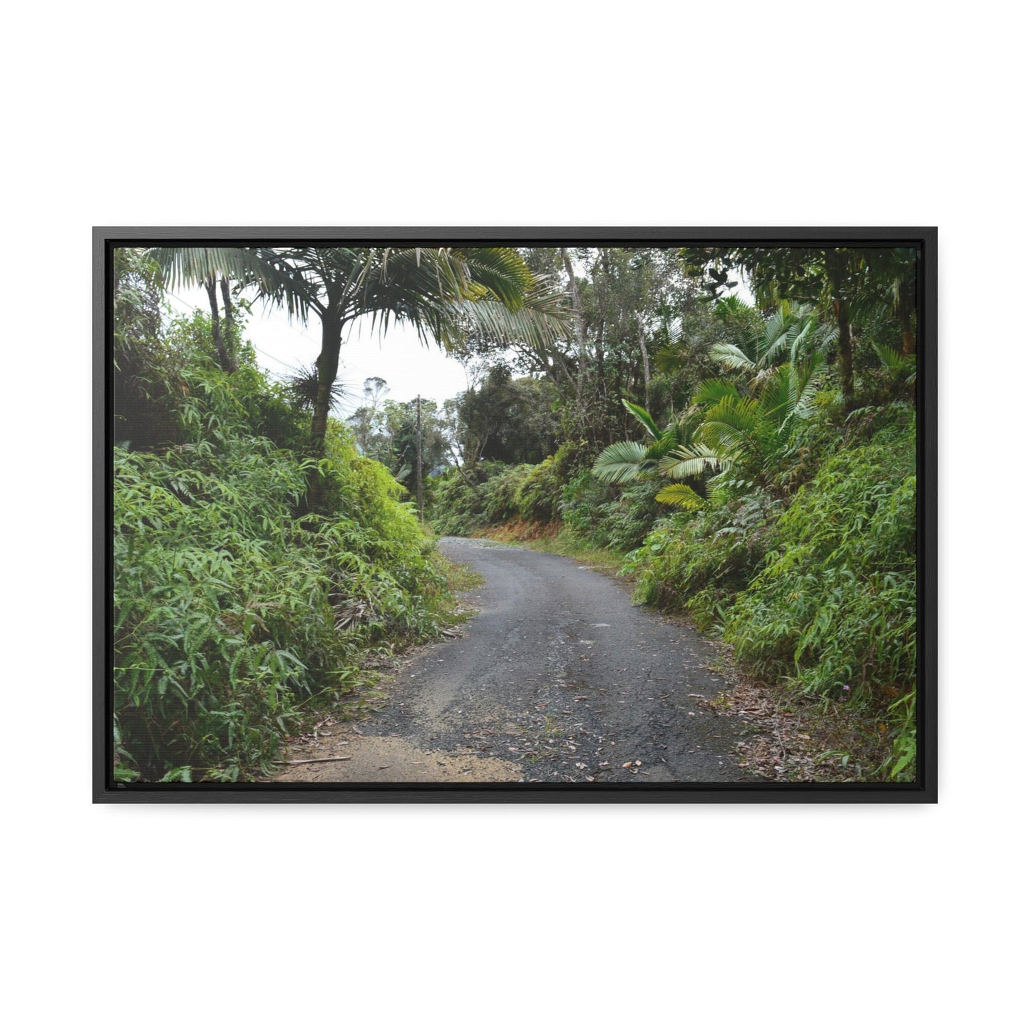 Rainforest Trails & Views - Gallery Canvas Wraps, Horizontal Frame - El Yunque National Forest - Puerto Rico - PR191 Closed forest road - Green Forest Home