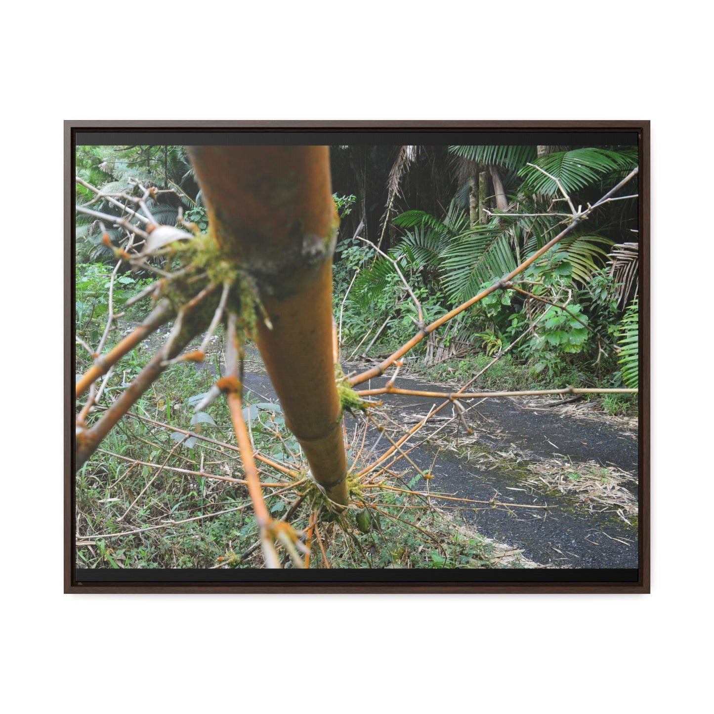Rainforest Trails & Views - Gallery Canvas Wraps, Horizontal Frame - El Yunque National Forest - Puerto Rico - PR191 Closed forest road with fallend bamboo - Green Forest Home