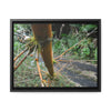 Rainforest Trails & Views - Gallery Canvas Wraps, Horizontal Frame - El Yunque National Forest - Puerto Rico - PR191 Closed forest road with fallend bamboo - Green Forest Home