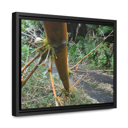 Rainforest Trails & Views - Gallery Canvas Wraps, Horizontal Frame - El Yunque National Forest - Puerto Rico - PR191 Closed forest road with fallend bamboo - Green Forest Home