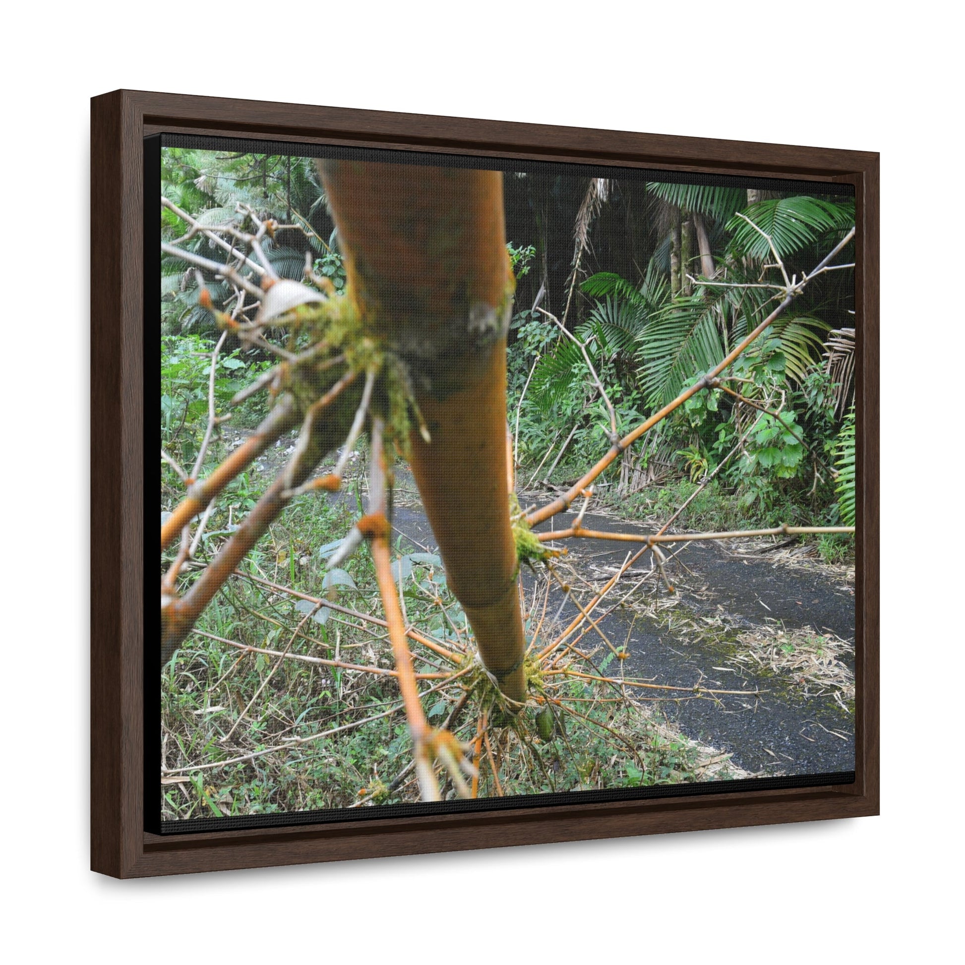 Rainforest Trails & Views - Gallery Canvas Wraps, Horizontal Frame - El Yunque National Forest - Puerto Rico - PR191 Closed forest road with fallend bamboo - Green Forest Home