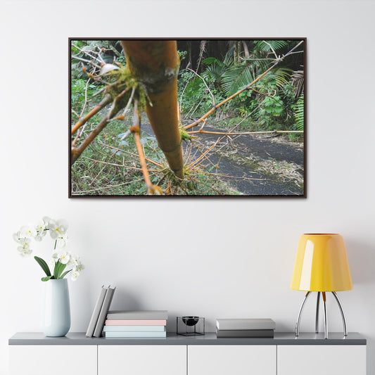 Rainforest Trails & Views - Gallery Canvas Wraps, Horizontal Frame - El Yunque National Forest - Puerto Rico - PR191 Closed forest road with fallend bamboo - Green Forest Home