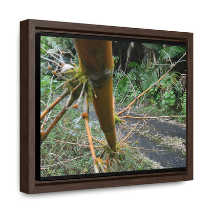 Rainforest Trails & Views - Gallery Canvas Wraps, Horizontal Frame - El Yunque National Forest - Puerto Rico - PR191 Closed forest road with fallend bamboo - Green Forest Home