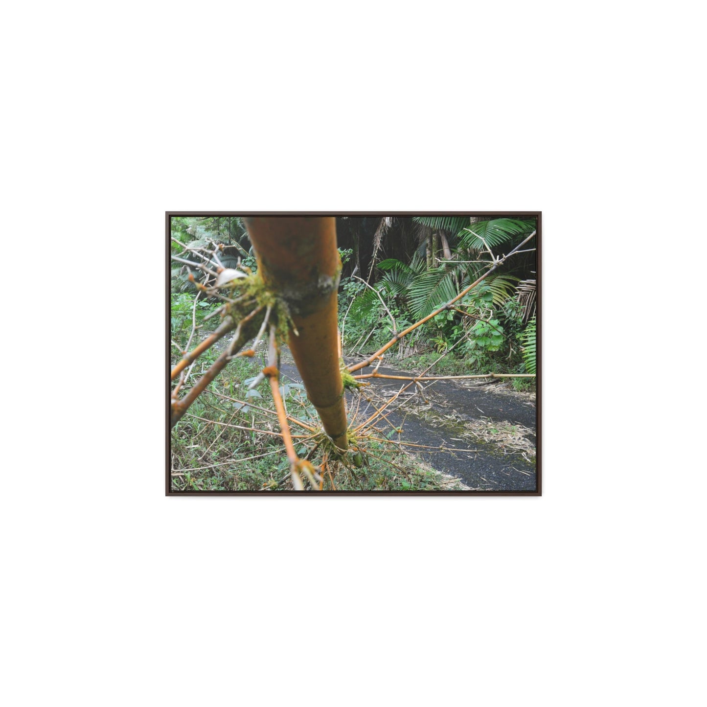 Rainforest Trails & Views - Gallery Canvas Wraps, Horizontal Frame - El Yunque National Forest - Puerto Rico - PR191 Closed forest road with fallend bamboo - Green Forest Home