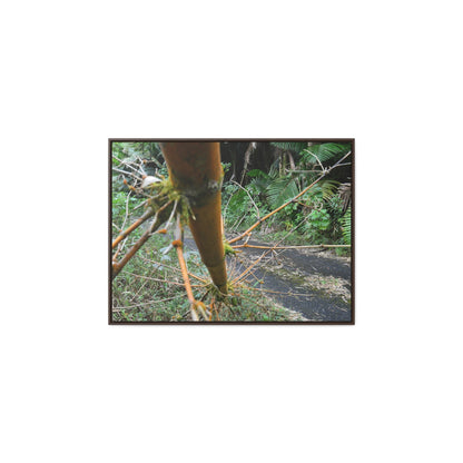 Rainforest Trails & Views - Gallery Canvas Wraps, Horizontal Frame - El Yunque National Forest - Puerto Rico - PR191 Closed forest road with fallend bamboo - Green Forest Home