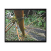Rainforest Trails & Views - Gallery Canvas Wraps, Horizontal Frame - El Yunque National Forest - Puerto Rico - PR191 Closed forest road with fallend bamboo - Green Forest Home