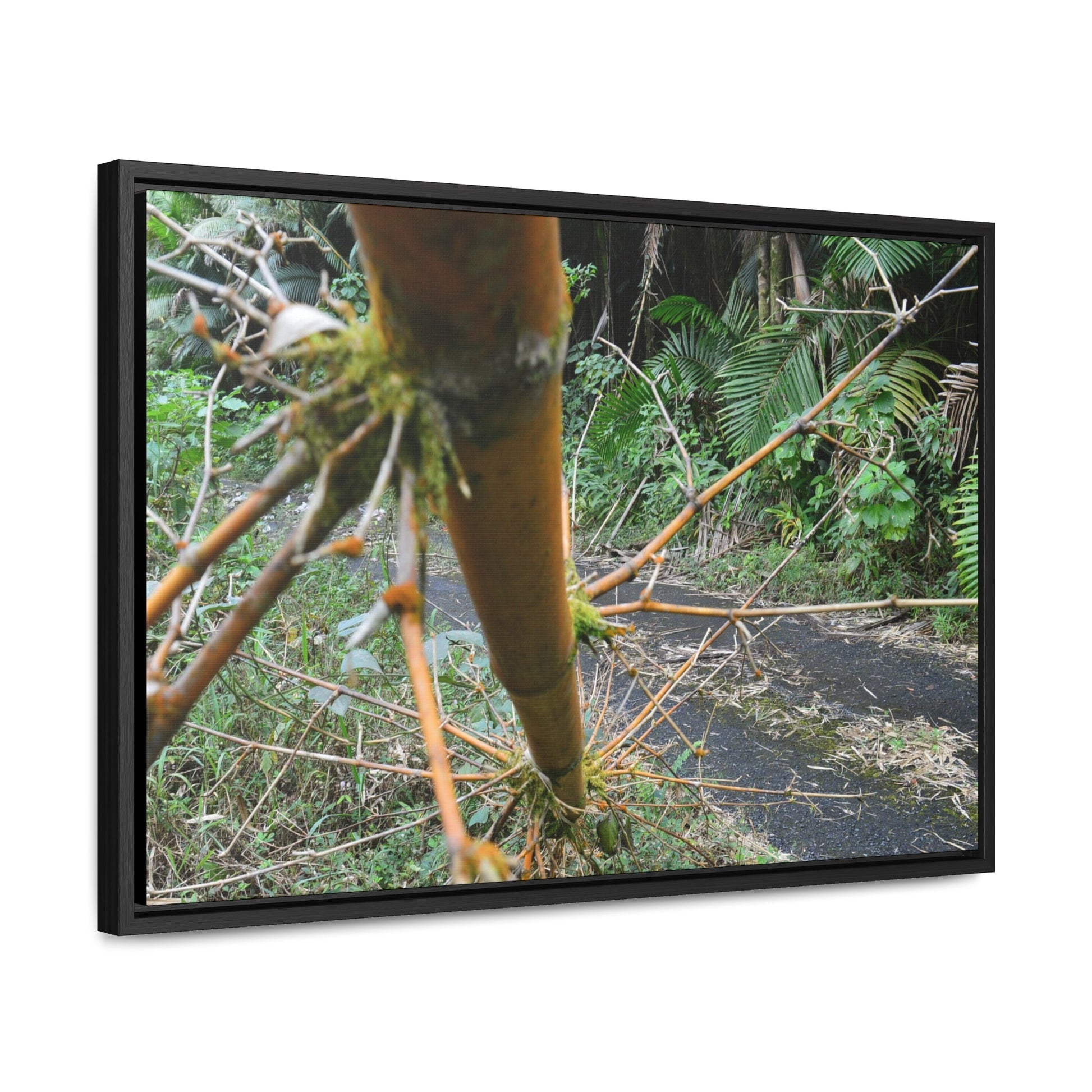 Rainforest Trails & Views - Gallery Canvas Wraps, Horizontal Frame - El Yunque National Forest - Puerto Rico - PR191 Closed forest road with fallend bamboo - Green Forest Home