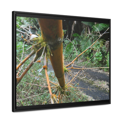 Rainforest Trails & Views - Gallery Canvas Wraps, Horizontal Frame - El Yunque National Forest - Puerto Rico - PR191 Closed forest road with fallend bamboo - Green Forest Home