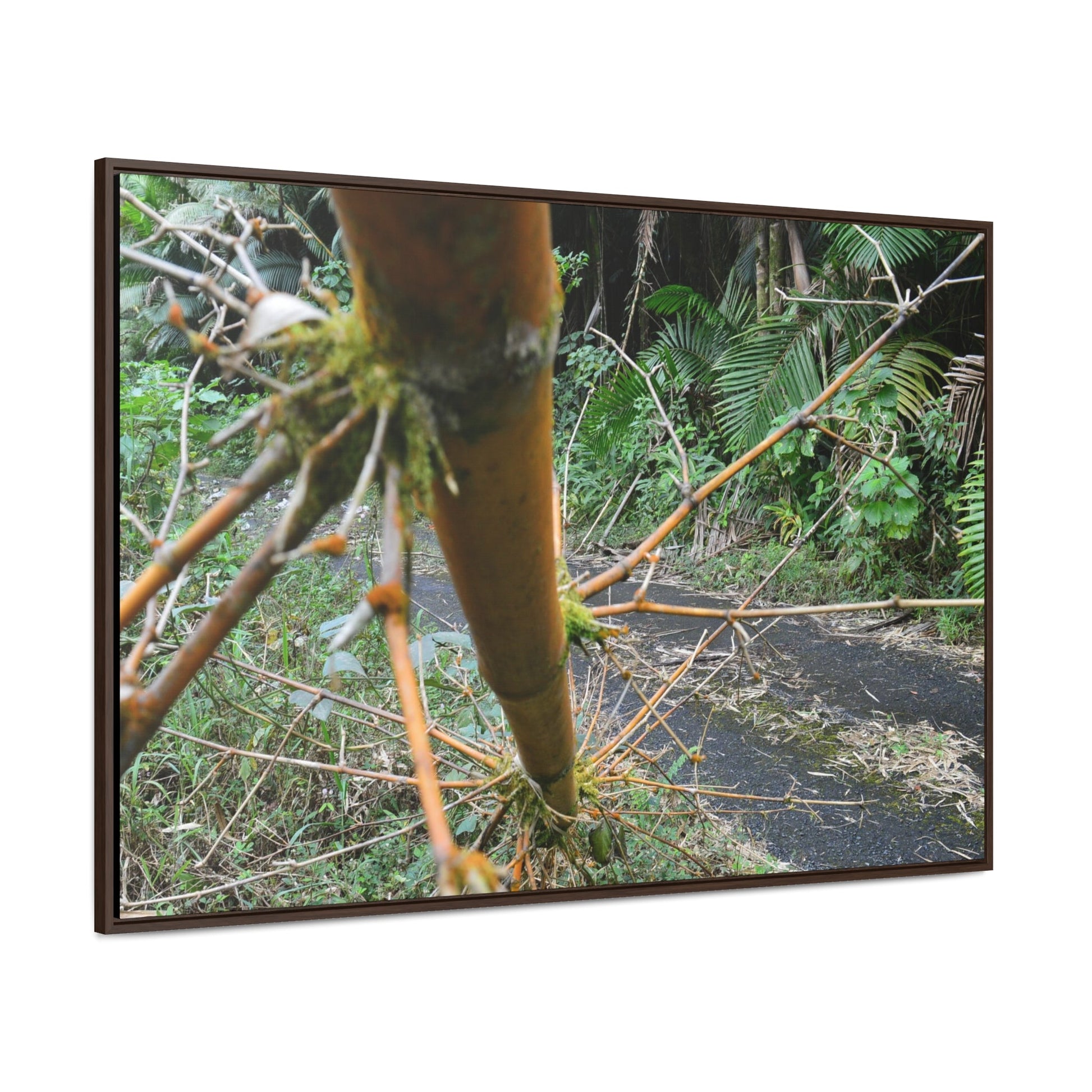 Rainforest Trails & Views - Gallery Canvas Wraps, Horizontal Frame - El Yunque National Forest - Puerto Rico - PR191 Closed forest road with fallend bamboo - Green Forest Home