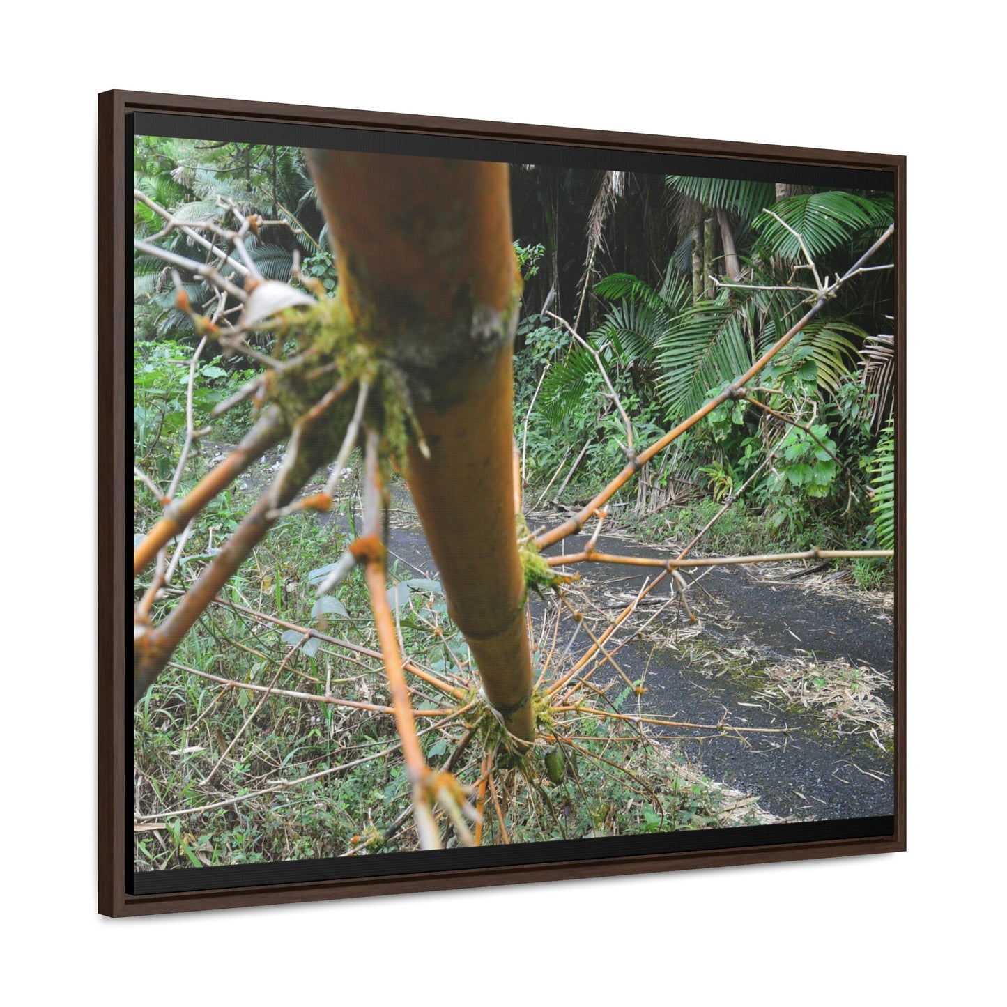 Rainforest Trails & Views - Gallery Canvas Wraps, Horizontal Frame - El Yunque National Forest - Puerto Rico - PR191 Closed forest road with fallend bamboo - Green Forest Home