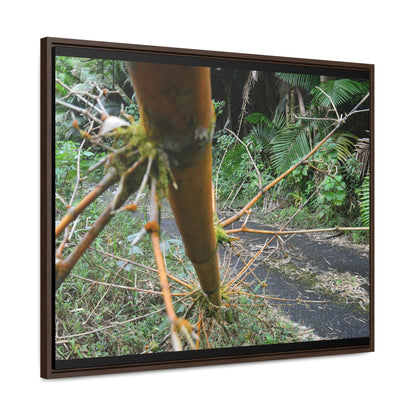 Rainforest Trails & Views - Gallery Canvas Wraps, Horizontal Frame - El Yunque National Forest - Puerto Rico - PR191 Closed forest road with fallend bamboo - Green Forest Home