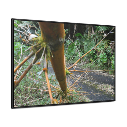 Rainforest Trails & Views - Gallery Canvas Wraps, Horizontal Frame - El Yunque National Forest - Puerto Rico - PR191 Closed forest road with fallend bamboo - Green Forest Home