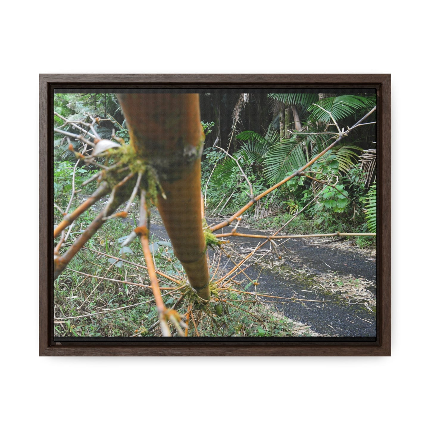 Rainforest Trails & Views - Gallery Canvas Wraps, Horizontal Frame - El Yunque National Forest - Puerto Rico - PR191 Closed forest road with fallend bamboo - Green Forest Home