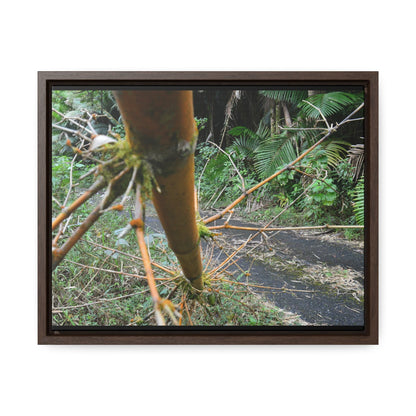 Rainforest Trails & Views - Gallery Canvas Wraps, Horizontal Frame - El Yunque National Forest - Puerto Rico - PR191 Closed forest road with fallend bamboo - Green Forest Home