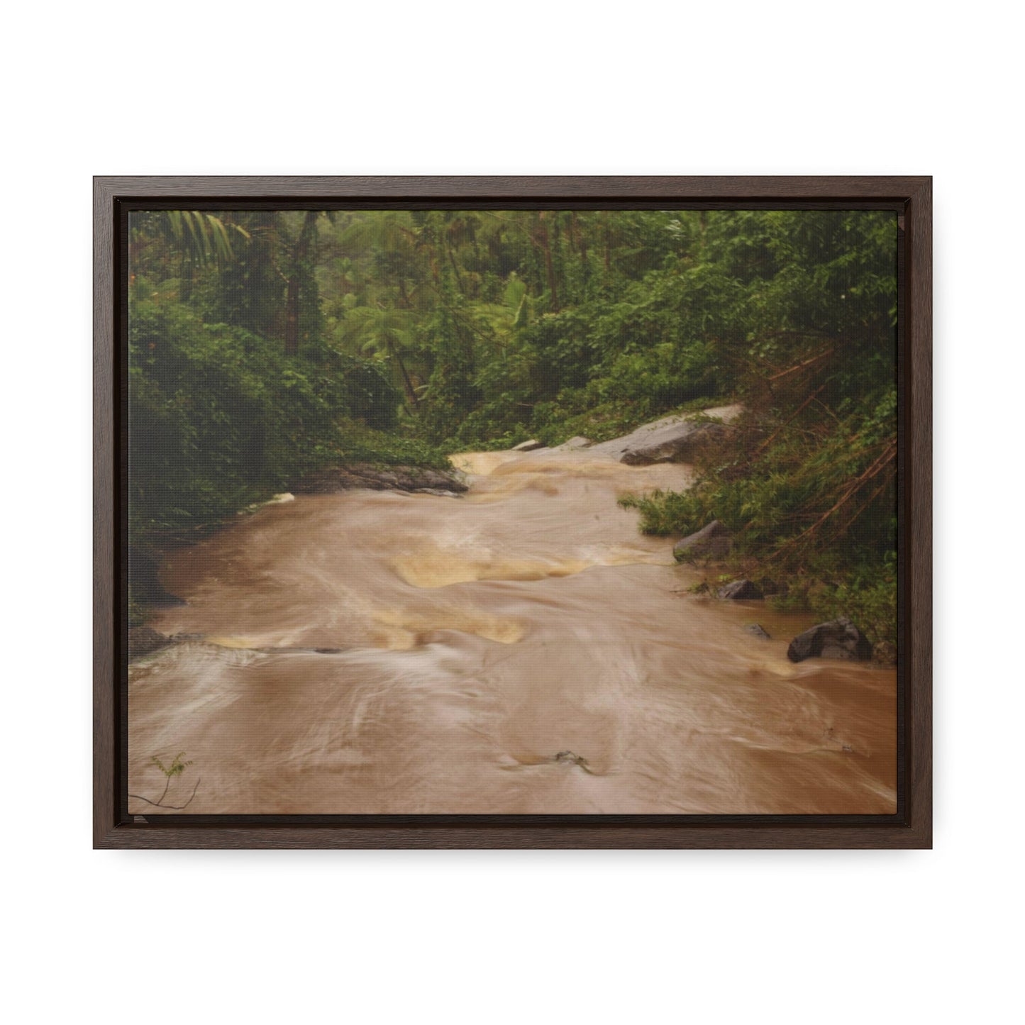 Rainforest Trails & Views - Gallery Canvas Wraps, Horizontal Frame - El Yunque National Forest - Puerto Rico - PR191 Muddy Flooded Rio Sabana - Green Forest Home