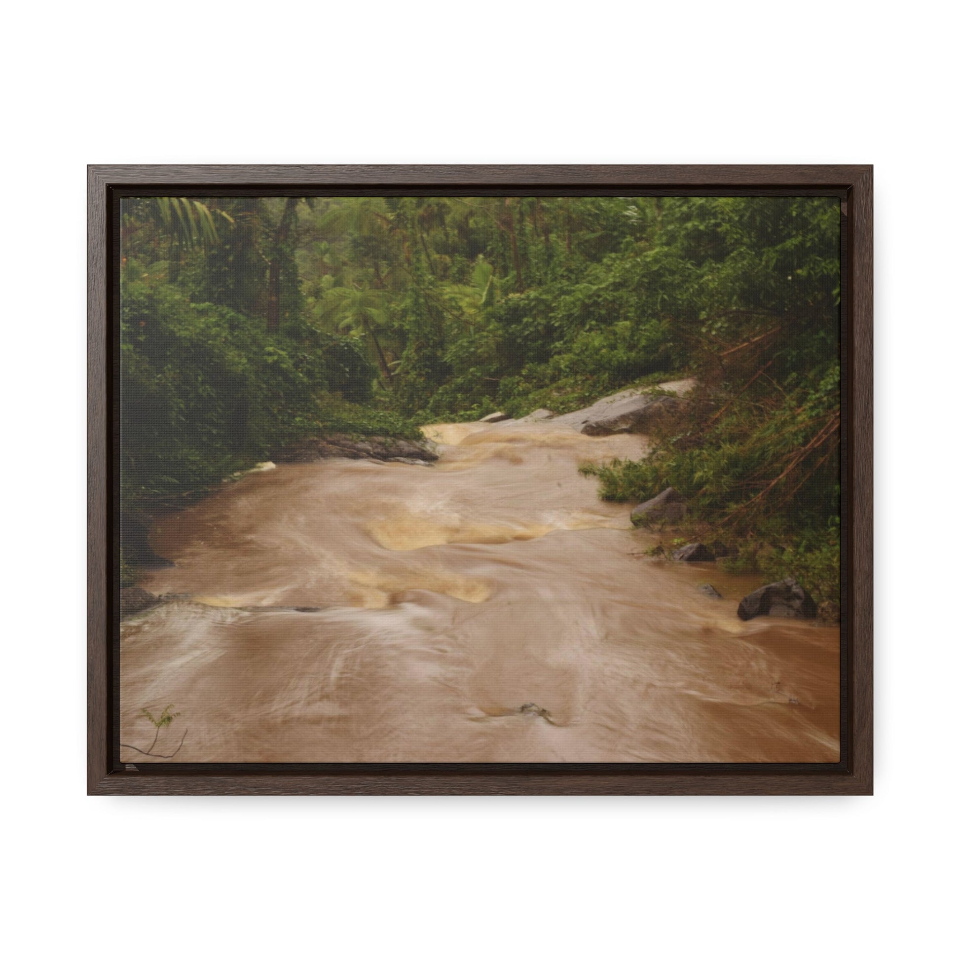 Rainforest Trails & Views - Gallery Canvas Wraps, Horizontal Frame - El Yunque National Forest - Puerto Rico - PR191 Muddy Flooded Rio Sabana - Green Forest Home