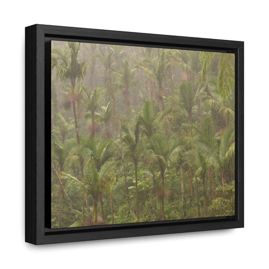 Rainforest Trails & Views - Gallery Canvas Wraps, Horizontal Frame - El Yunque National Forest - Puerto Rico - PR191 Rio Sabana Massive Rain - Over 180 Inches/year - Green Forest Home