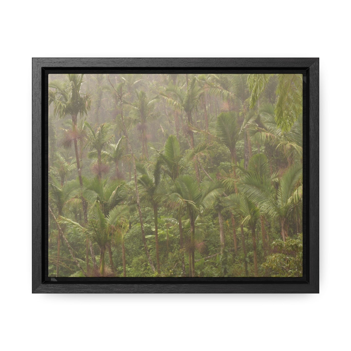 Rainforest Trails & Views - Gallery Canvas Wraps, Horizontal Frame - El Yunque National Forest - Puerto Rico - PR191 Rio Sabana Massive Rain - Over 180 Inches/year - Green Forest Home