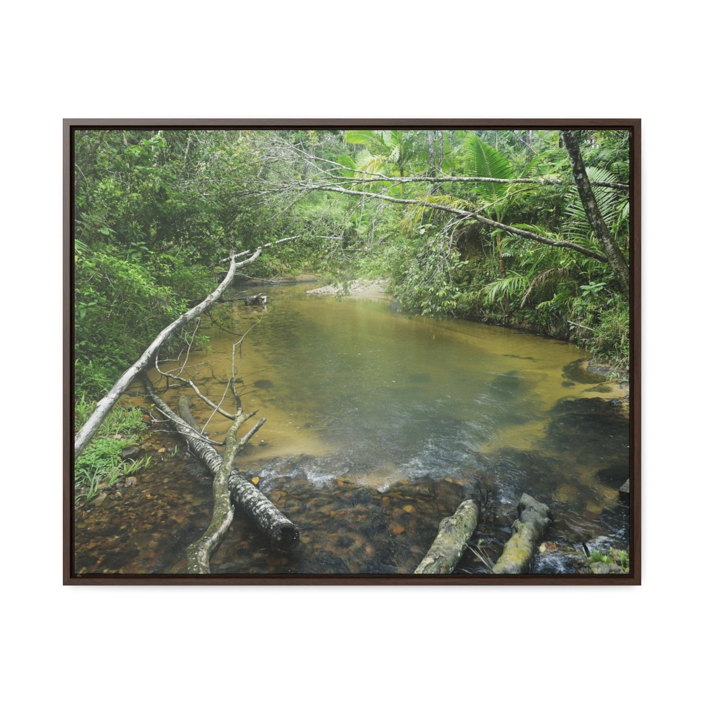 Rainforest Trails & Views - Gallery Canvas Wraps, Horizontal Frame - El Yunque National Forest - Puerto Rico - Pristine Rio Sabana upper river - Green Forest Home