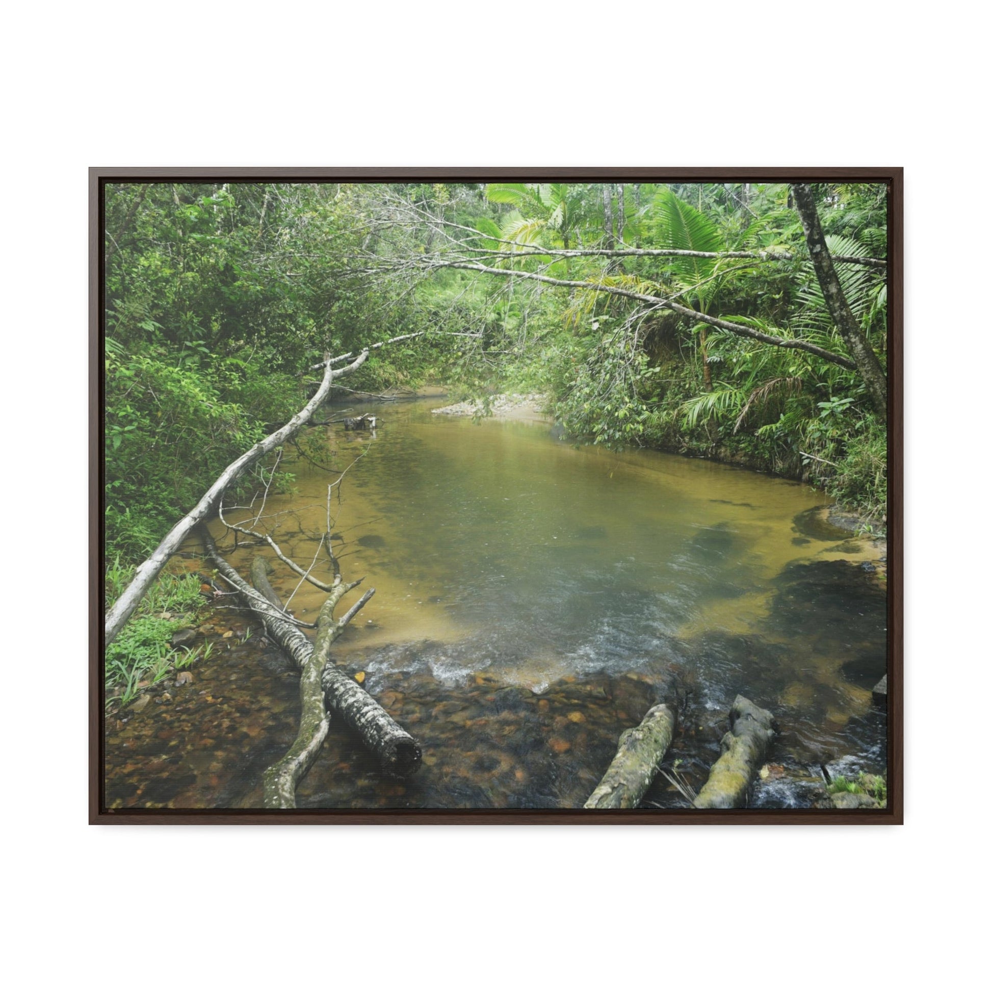 Rainforest Trails & Views - Gallery Canvas Wraps, Horizontal Frame - El Yunque National Forest - Puerto Rico - Pristine Rio Sabana upper river - Green Forest Home