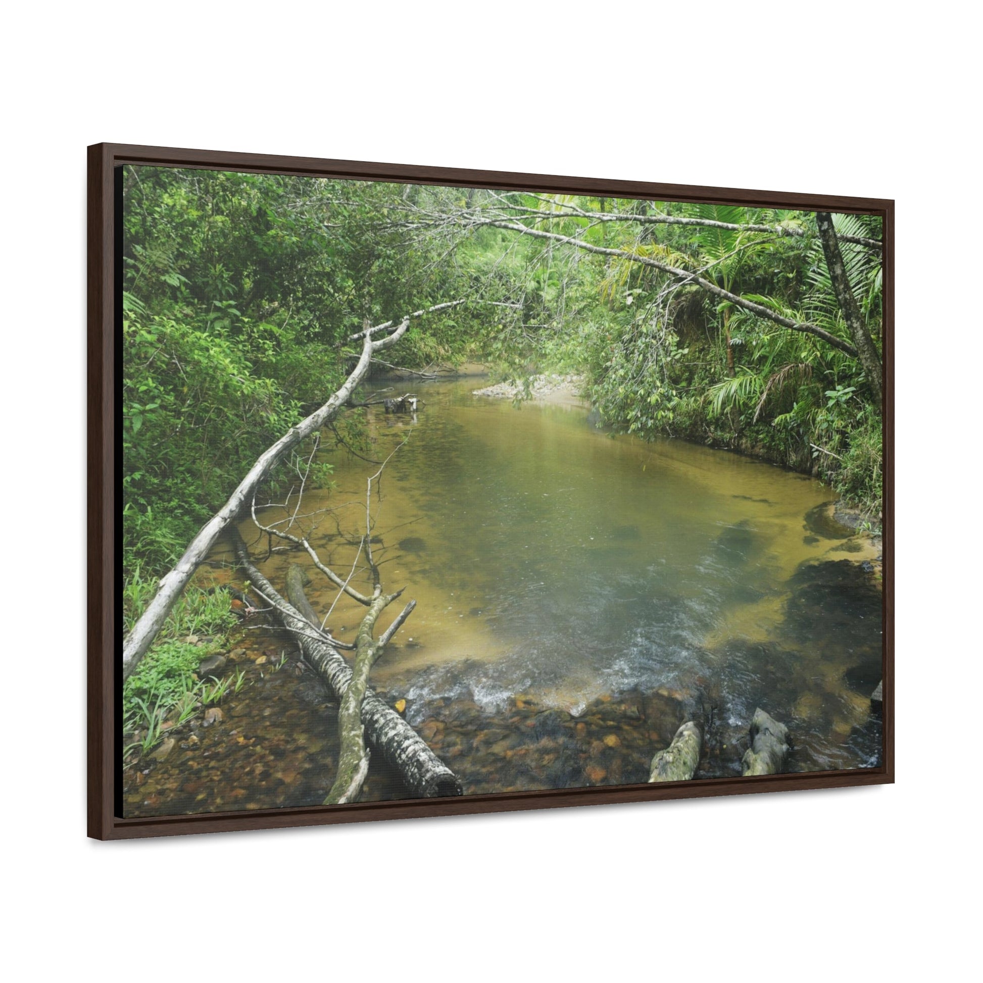 Rainforest Trails & Views - Gallery Canvas Wraps, Horizontal Frame - El Yunque National Forest - Puerto Rico - Pristine Rio Sabana upper river - Green Forest Home