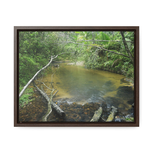 Rainforest Trails & Views - Gallery Canvas Wraps, Horizontal Frame - El Yunque National Forest - Puerto Rico - Pristine Rio Sabana upper river - Green Forest Home