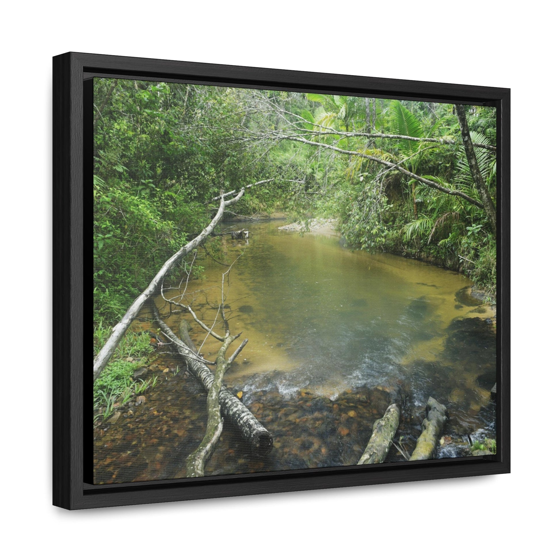 Rainforest Trails & Views - Gallery Canvas Wraps, Horizontal Frame - El Yunque National Forest - Puerto Rico - Pristine Rio Sabana upper river - Green Forest Home