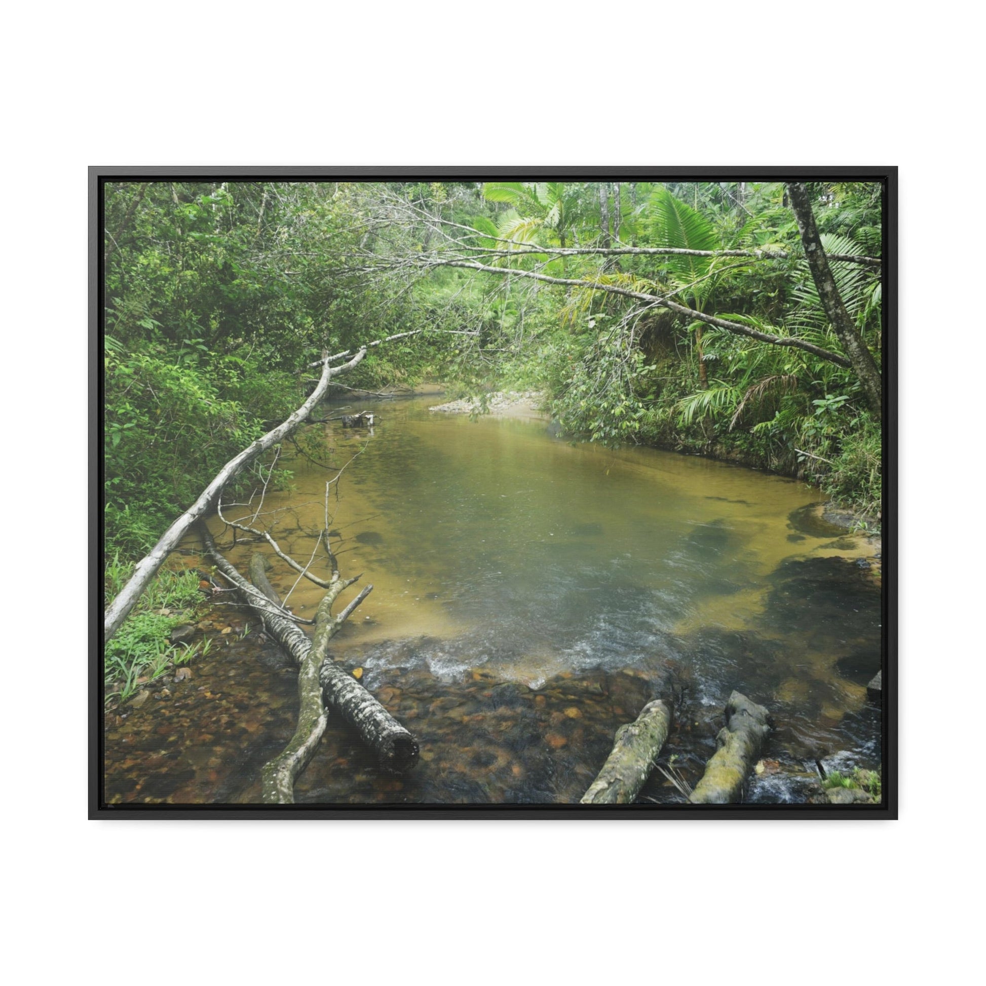 Rainforest Trails & Views - Gallery Canvas Wraps, Horizontal Frame - El Yunque National Forest - Puerto Rico - Pristine Rio Sabana upper river - Green Forest Home