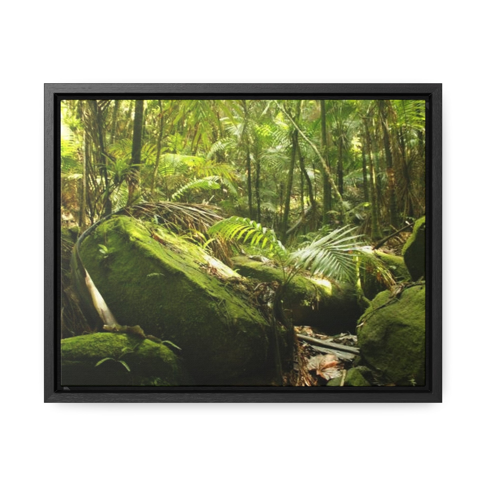 Rainforest Trails & Views - Gallery Canvas Wraps, Horizontal Frame - El Yunque National Forest - Puerto Rico - Rain-flattened boulders in the birth of Holy Spirit River - Green Forest Home