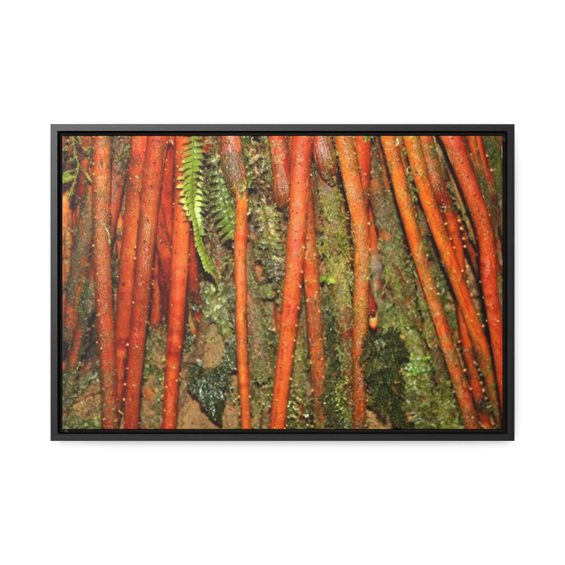 Rainforest Trails & Views - Gallery Canvas Wraps, Horizontal Frame - El Yunque National Forest - Puerto Rico - Red Roots of the Sierra Palm - that survive Hurricane Maria 140 MPH winds in Tradewinds Trail - Green Forest Home