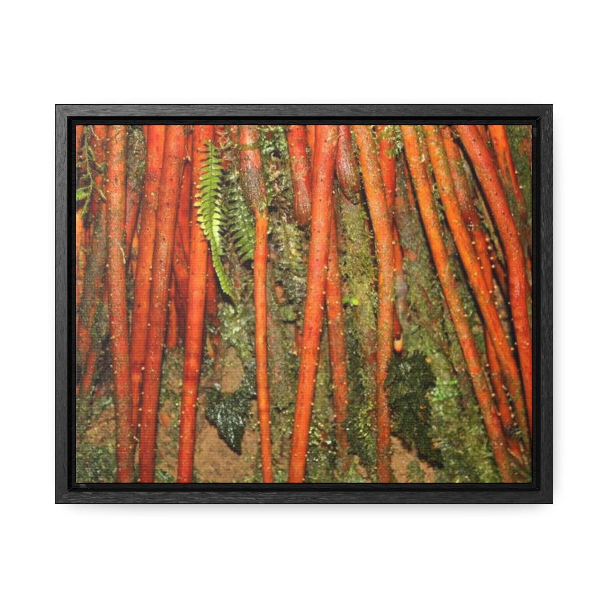 Rainforest Trails & Views - Gallery Canvas Wraps, Horizontal Frame - El Yunque National Forest - Puerto Rico - Red Roots of the Sierra Palm - that survive Hurricane Maria 140 MPH winds in Tradewinds Trail - Green Forest Home
