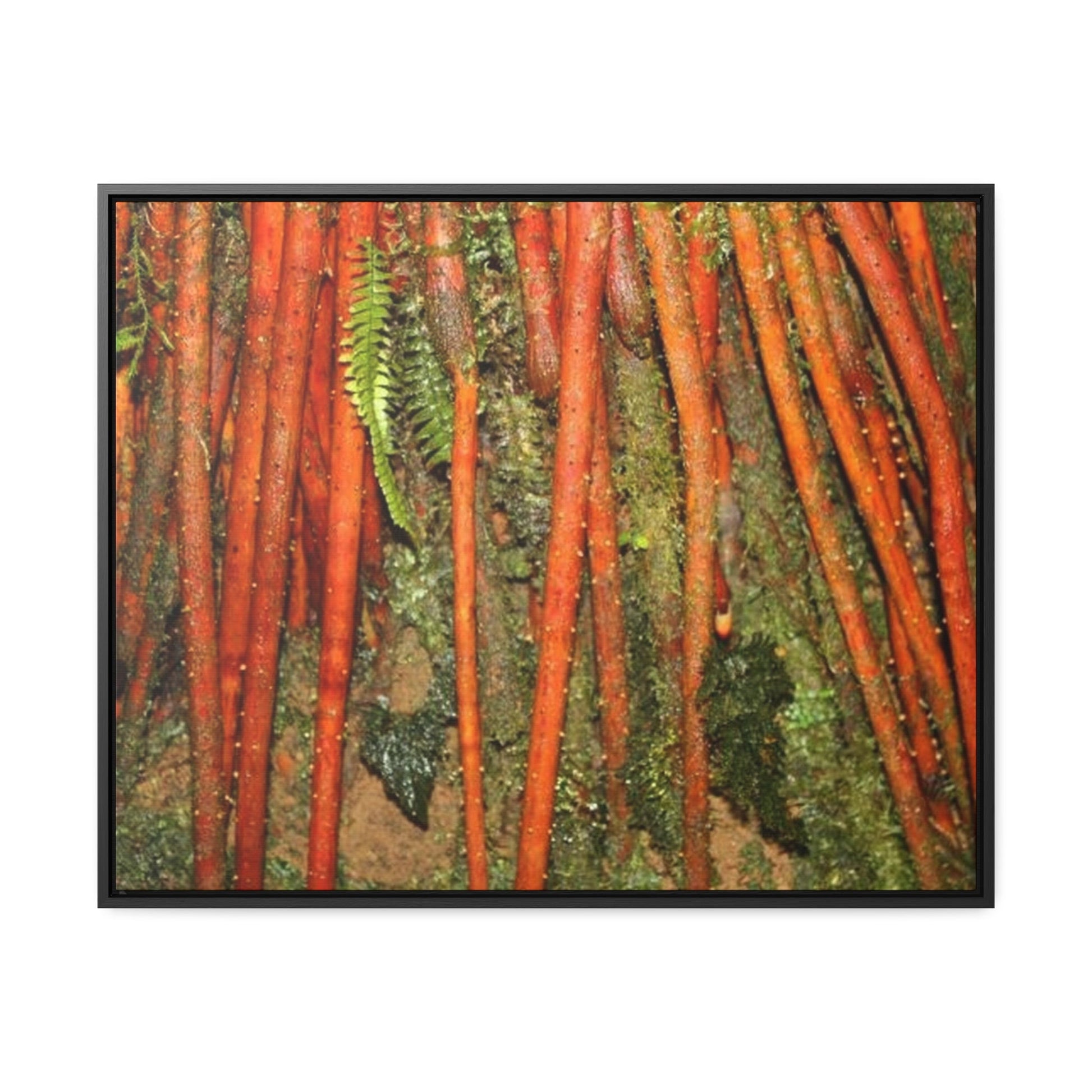 Rainforest Trails & Views - Gallery Canvas Wraps, Horizontal Frame - El Yunque National Forest - Puerto Rico - Red Roots of the Sierra Palm - that survive Hurricane Maria 140 MPH winds in Tradewinds Trail - Green Forest Home