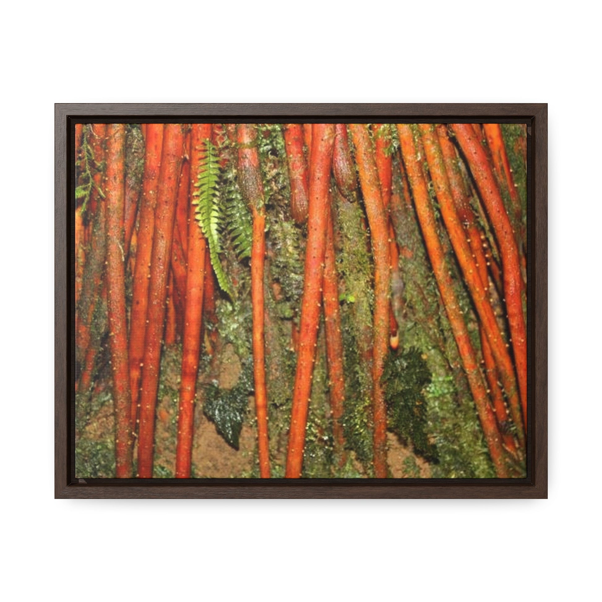 Rainforest Trails & Views - Gallery Canvas Wraps, Horizontal Frame - El Yunque National Forest - Puerto Rico - Red Roots of the Sierra Palm - that survive Hurricane Maria 140 MPH winds in Tradewinds Trail - Green Forest Home