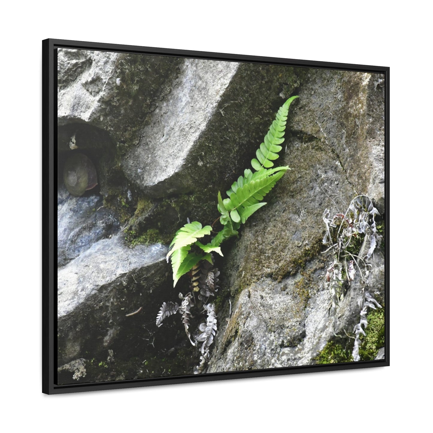 Rainforest Trails & Views - Gallery Canvas Wraps, Horizontal Frame - El Yunque National Forest - Puerto Rico - Rio Sabana a fern grows in a boulders crack due to frequent rains - Green Forest Home