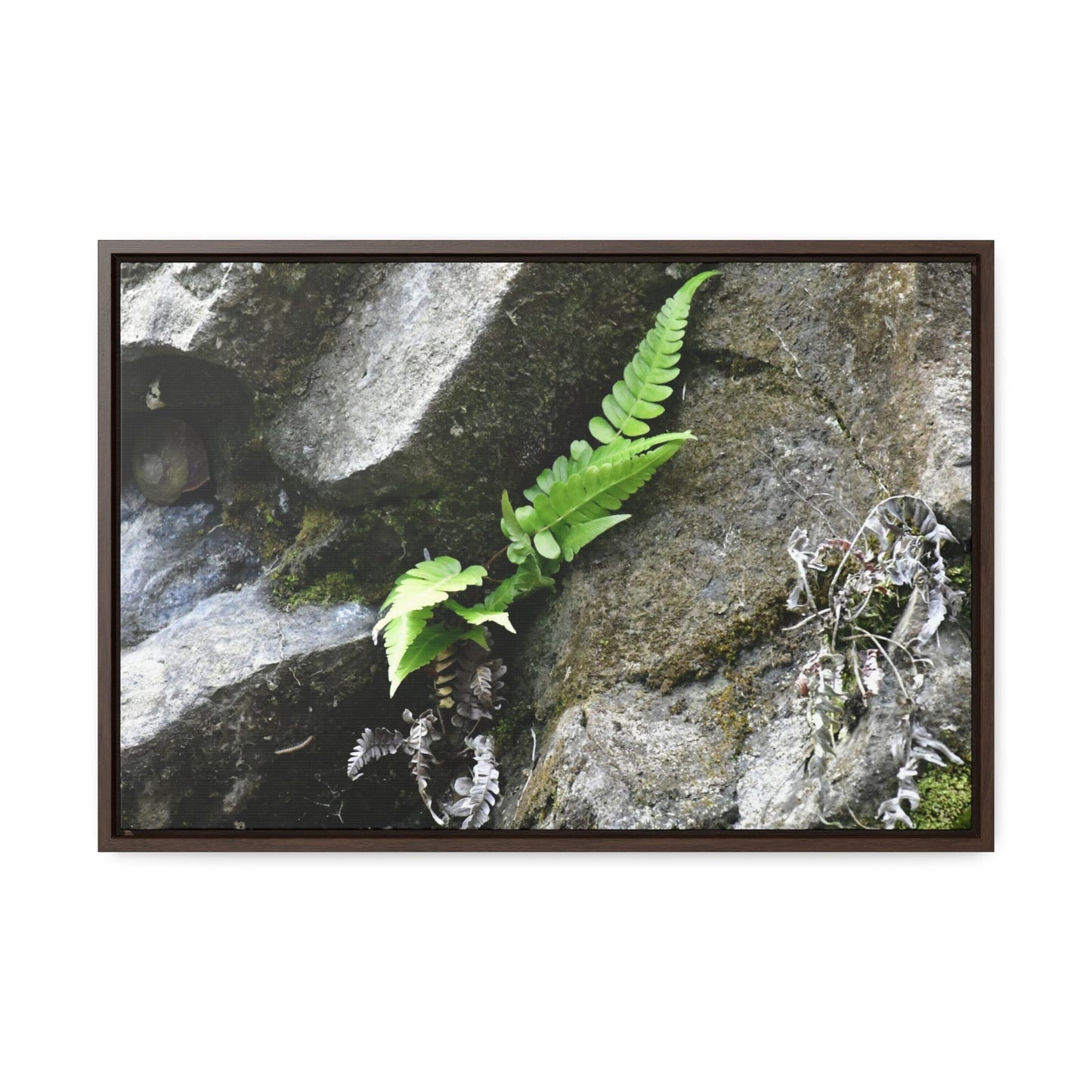 Rainforest Trails & Views - Gallery Canvas Wraps, Horizontal Frame - El Yunque National Forest - Puerto Rico - Rio Sabana a fern grows in a boulders crack due to frequent rains - Green Forest Home