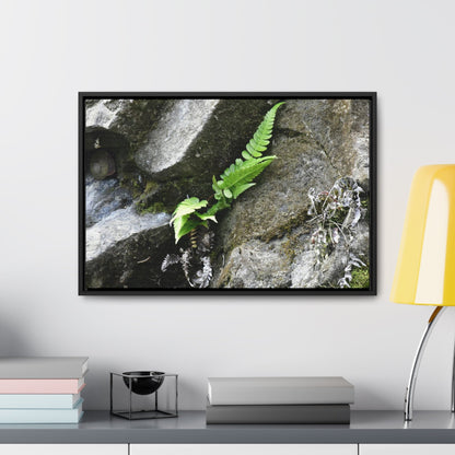 Rainforest Trails & Views - Gallery Canvas Wraps, Horizontal Frame - El Yunque National Forest - Puerto Rico - Rio Sabana a fern grows in a boulders crack due to frequent rains - Green Forest Home