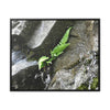 Rainforest Trails & Views - Gallery Canvas Wraps, Horizontal Frame - El Yunque National Forest - Puerto Rico - Rio Sabana a fern grows in a boulders crack due to frequent rains - Green Forest Home